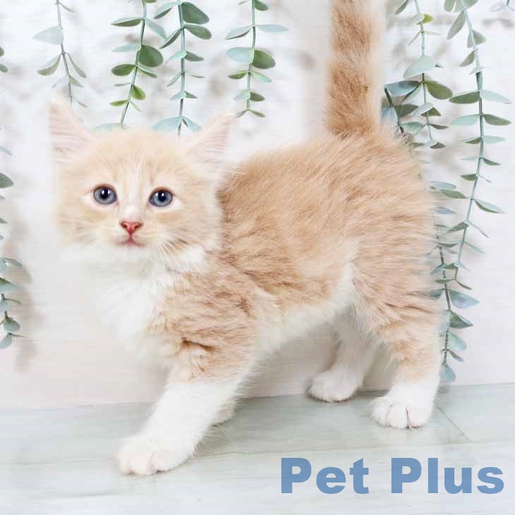 ノルウェージャンフォレストキャットの写真2
