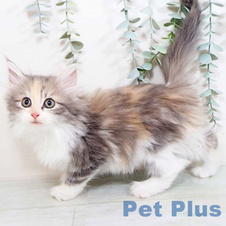 ノルウェージャンフォレストキャットの写真2