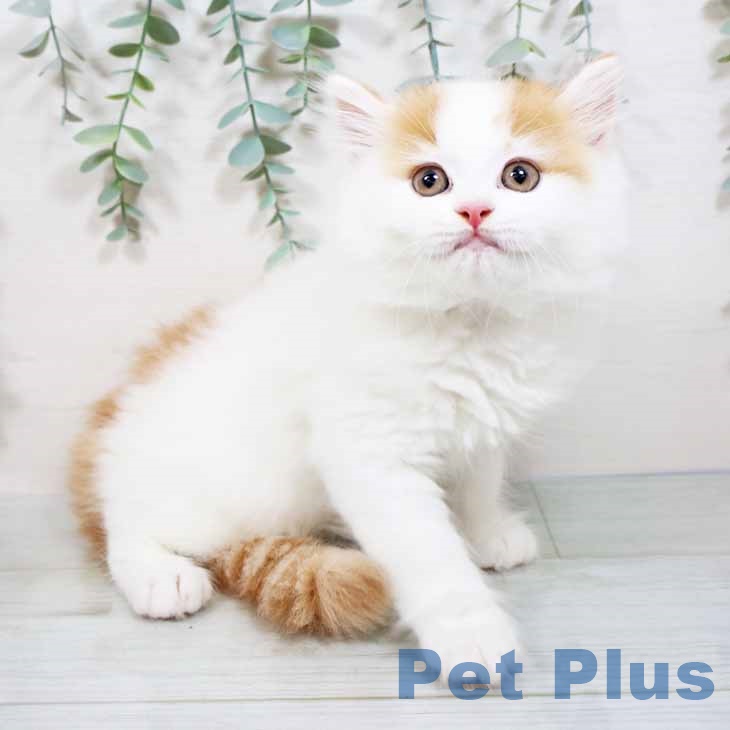 宮崎県のラガマフィン (ペットプラス宮崎店/2025年4月11日生まれ/男の子/レッドタビーホワイト)の子猫の1枚目の画像