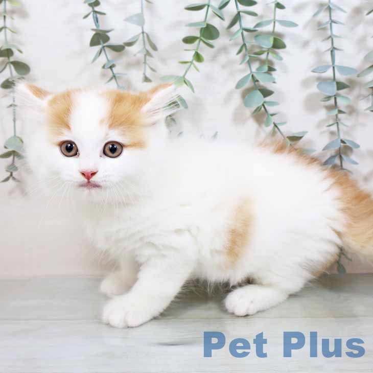 宮崎県のラガマフィン (ペットプラス宮崎店/2025年4月11日生まれ/男の子/レッドタビーホワイト)の子猫の2枚目の画像