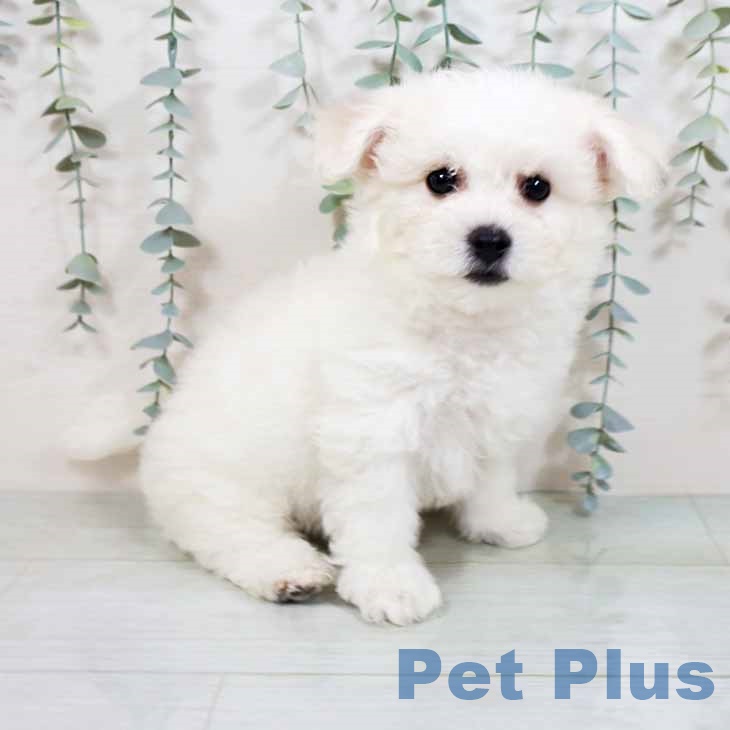 大阪府のビションフリーゼ (ペットプラス鶴見店/2025年4月12日生まれ/女の子/ホワイト)の子犬