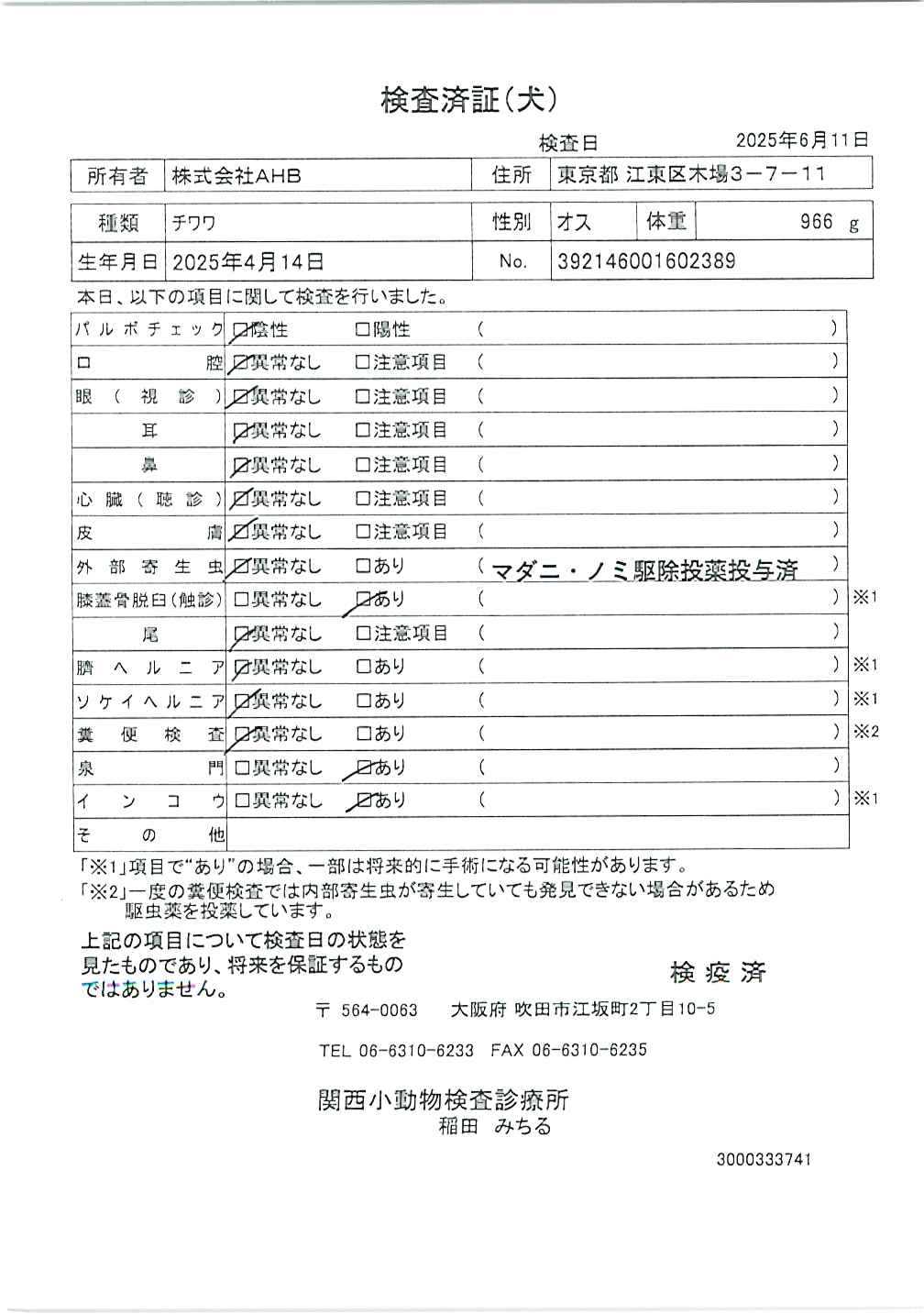 チワワ