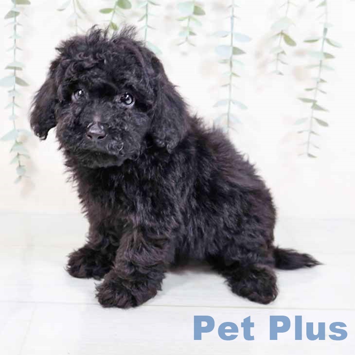 兵庫県のトイプードル(トイ) (ペットプラス明石店/2025年4月14日生まれ/男の子/ブラック)の子犬