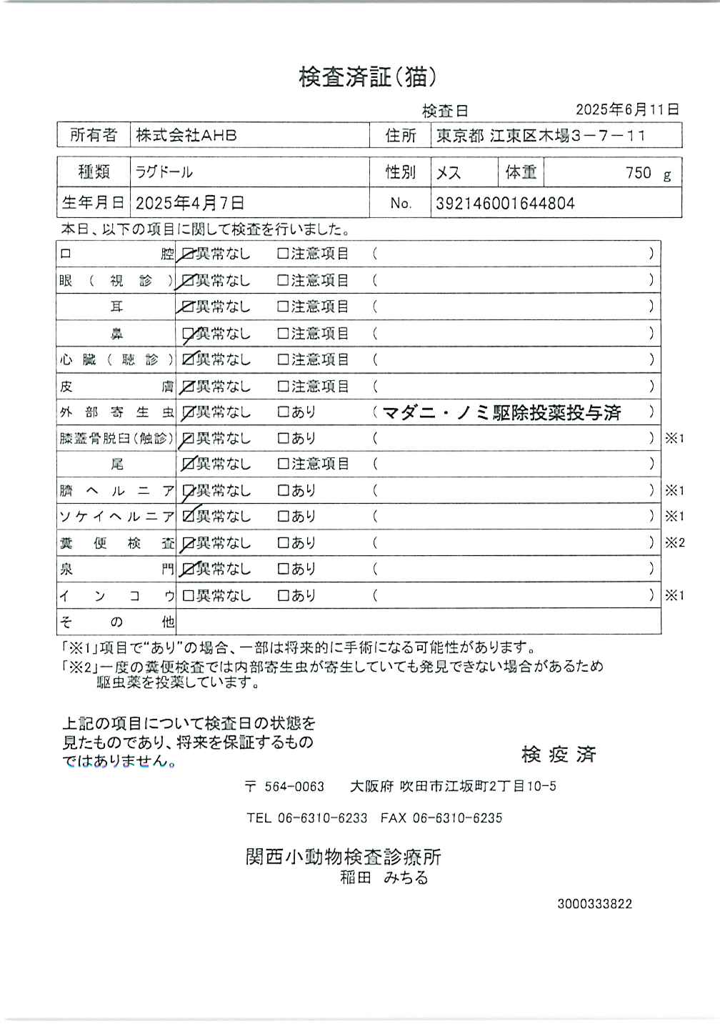 ラグドール