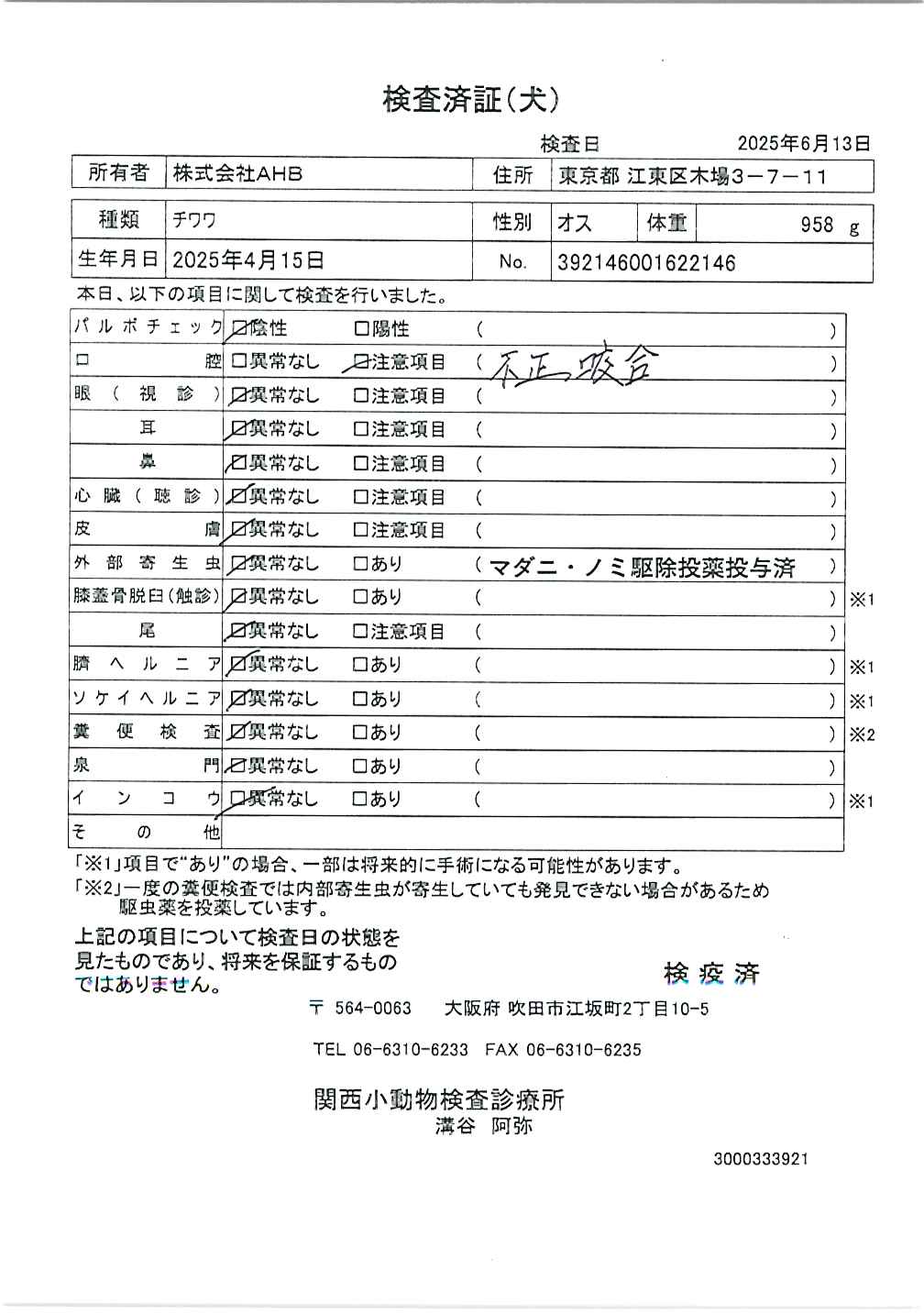 チワワ