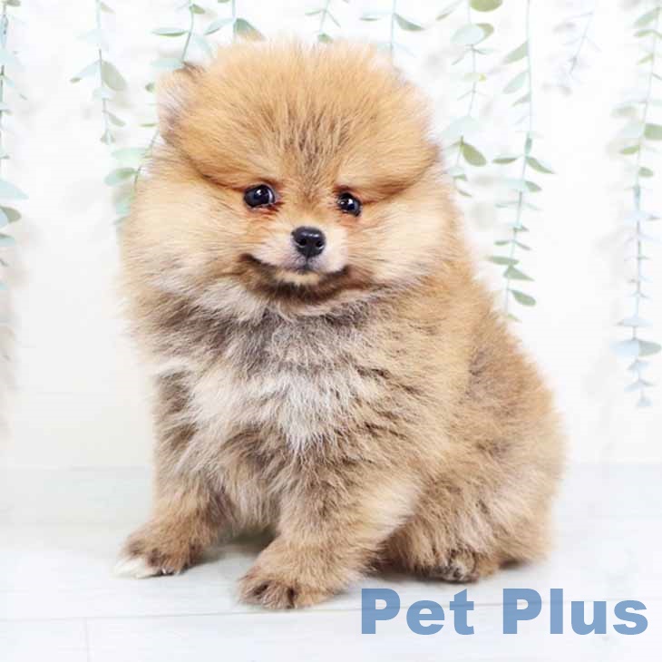 千葉県のポメラニアン (ペットプラス船橋店/2025年4月15日生まれ/男の子/オレンジ)の子犬