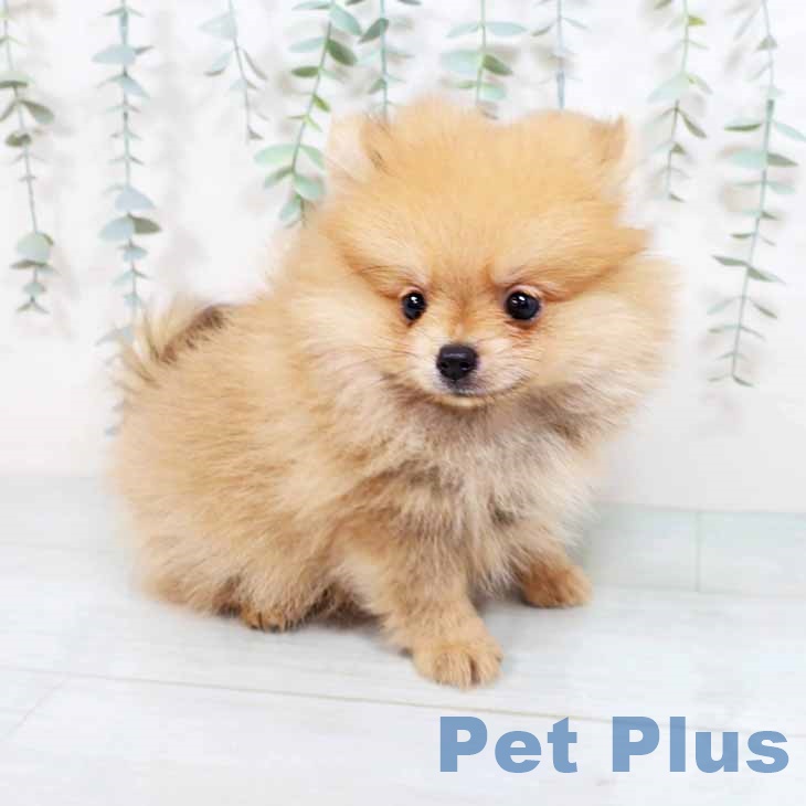千葉県のポメラニアン (ペットプラスユーカリが丘店/2025年4月13日生まれ/女の子/オレンジ)の子犬