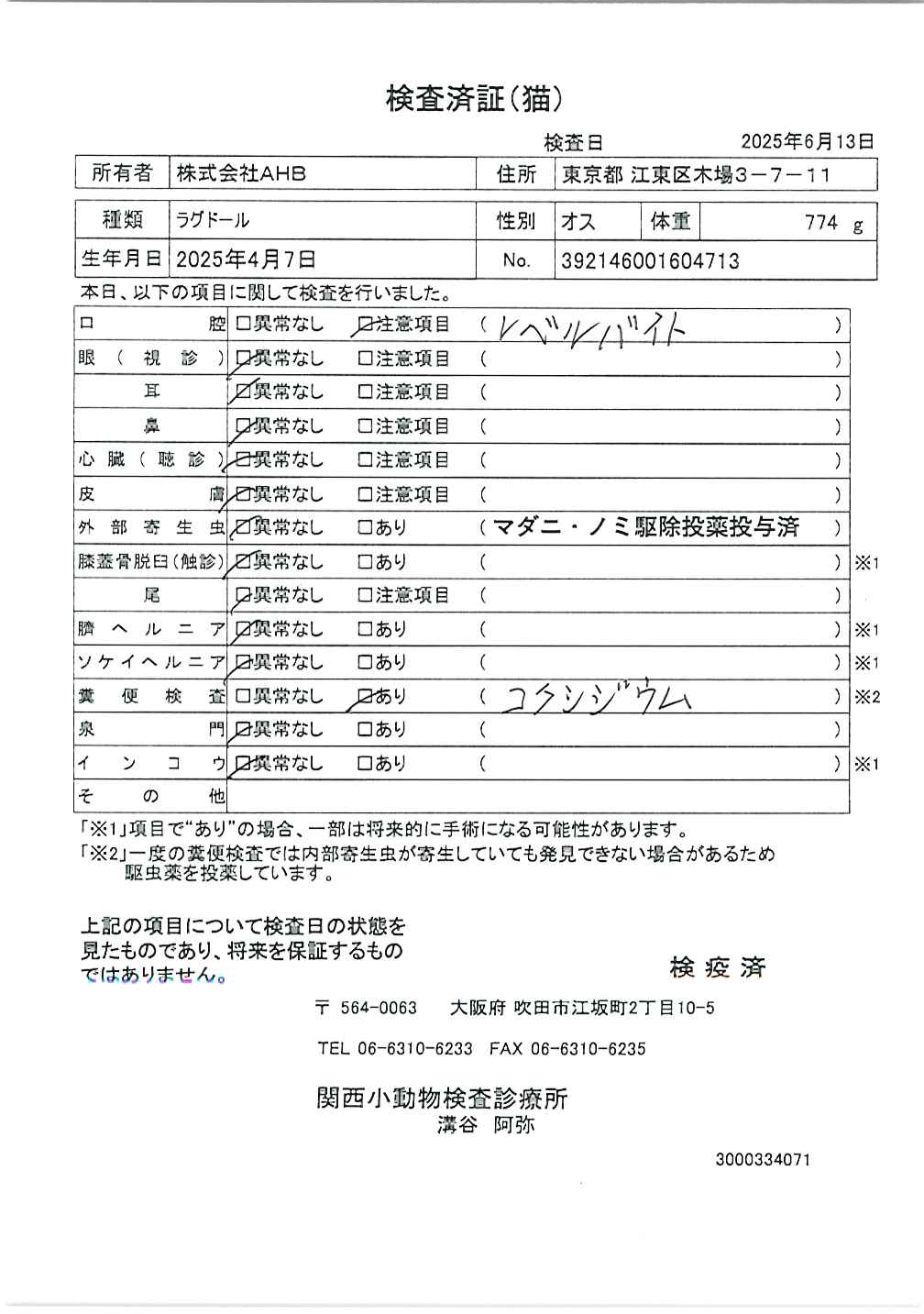 ラグドール