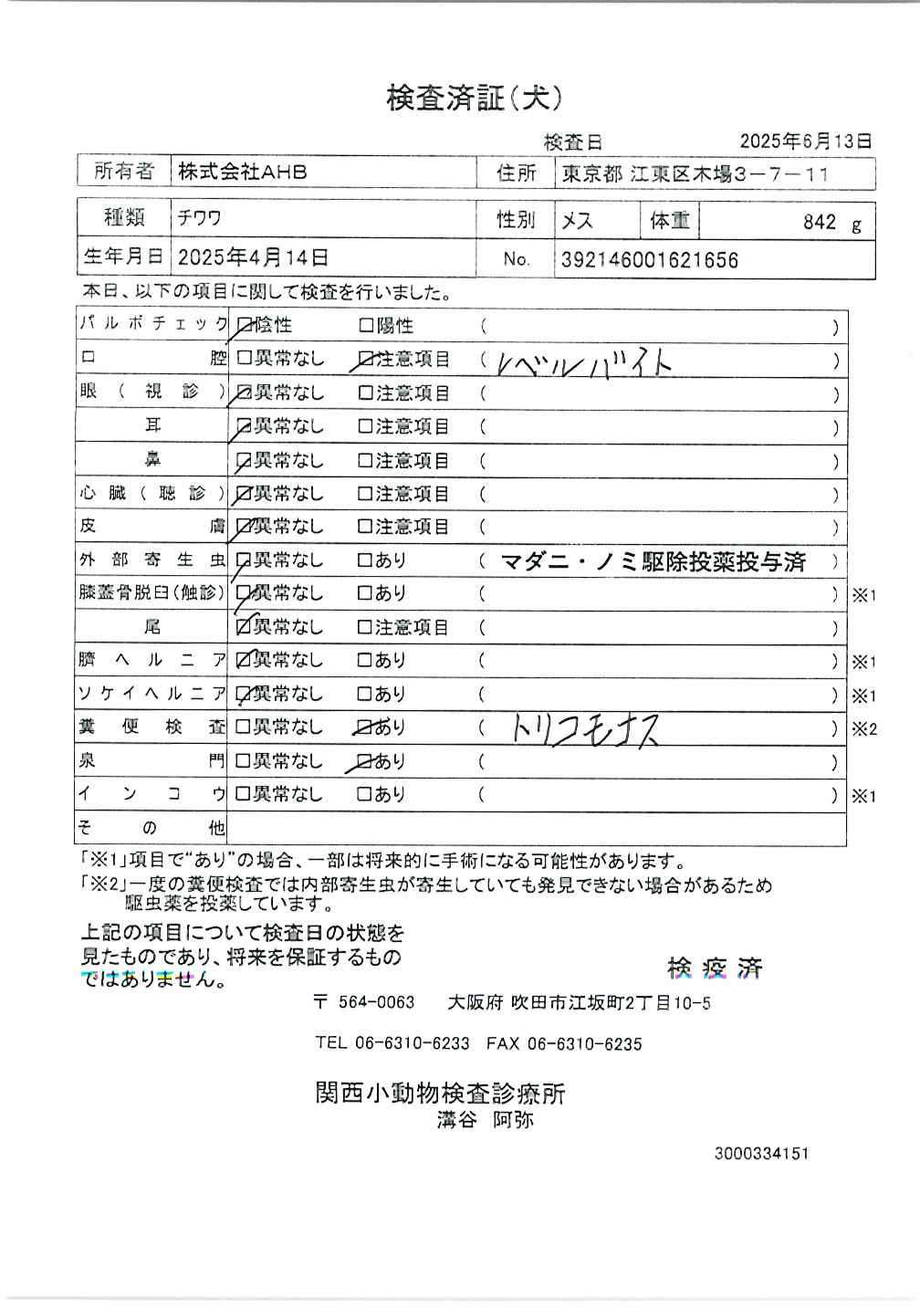 チワワ
