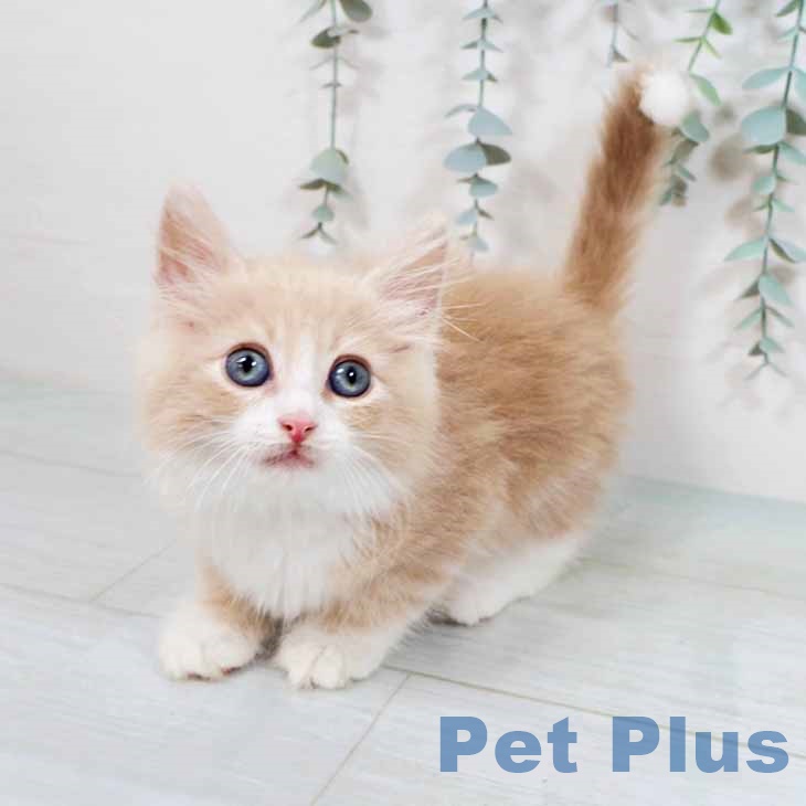 ノルウェージャンフォレストキャット