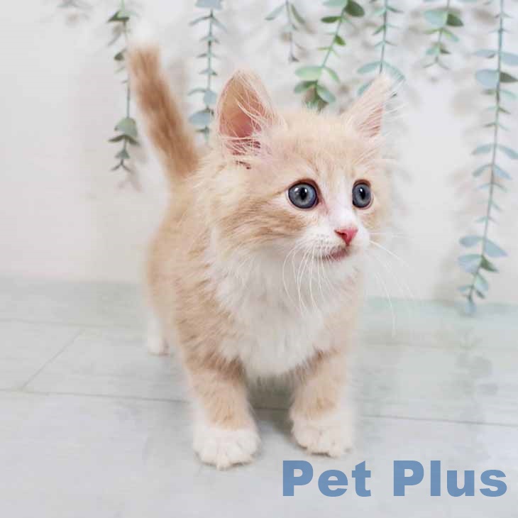 ノルウェージャンフォレストキャットの写真2