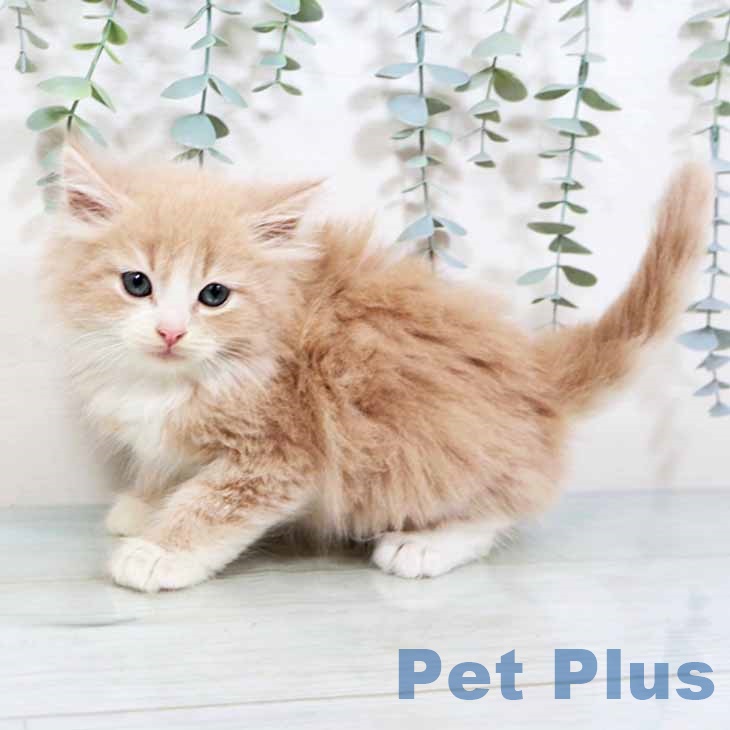 ノルウェージャンフォレストキャット