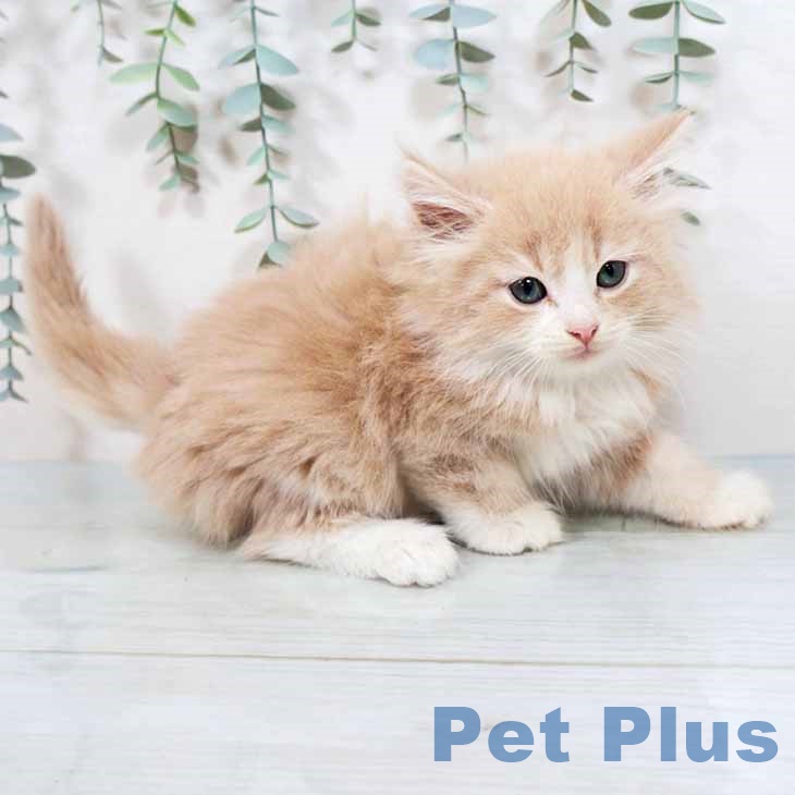 ノルウェージャンフォレストキャットの写真2