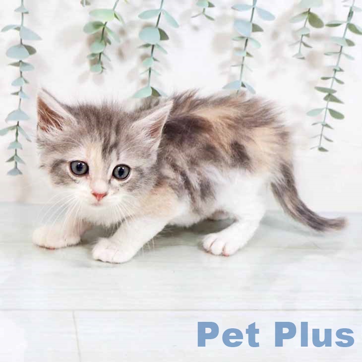 ノルウェージャンフォレストキャットの写真2