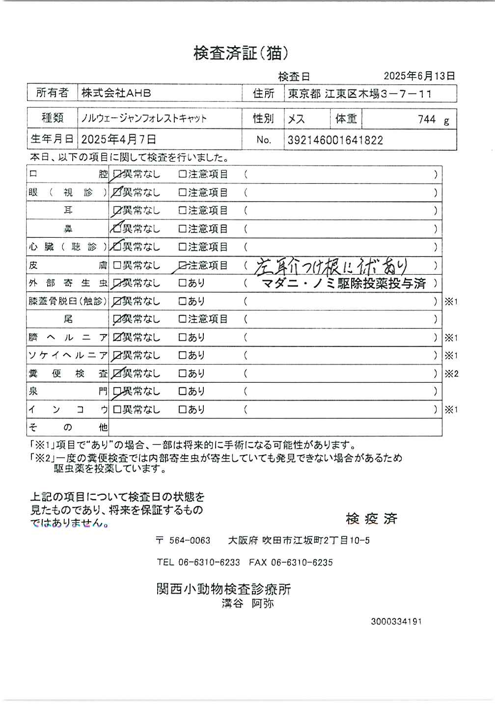 ノルウェージャンフォレストキャット