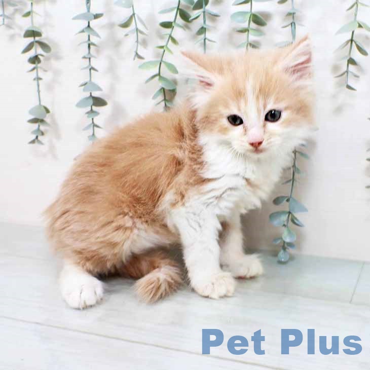 ノルウェージャンフォレストキャットの写真1