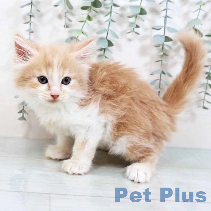 ノルウェージャンフォレストキャットの写真2