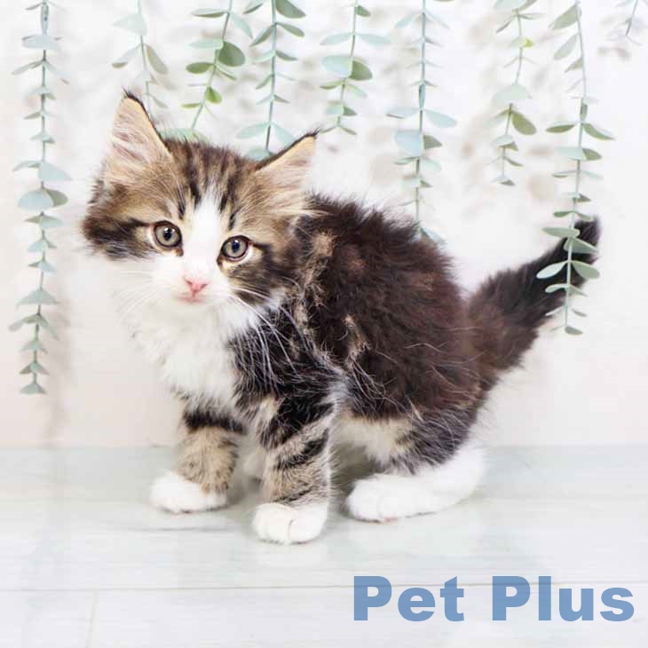 ノルウェージャンフォレストキャット