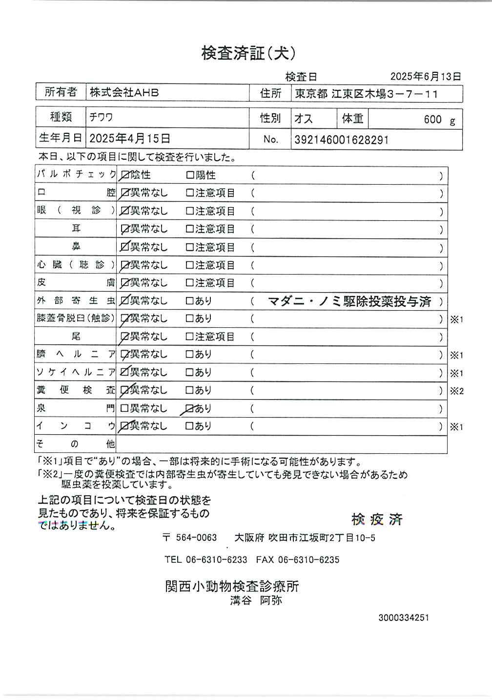 チワワ