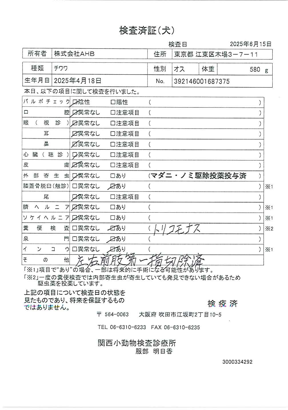チワワ
