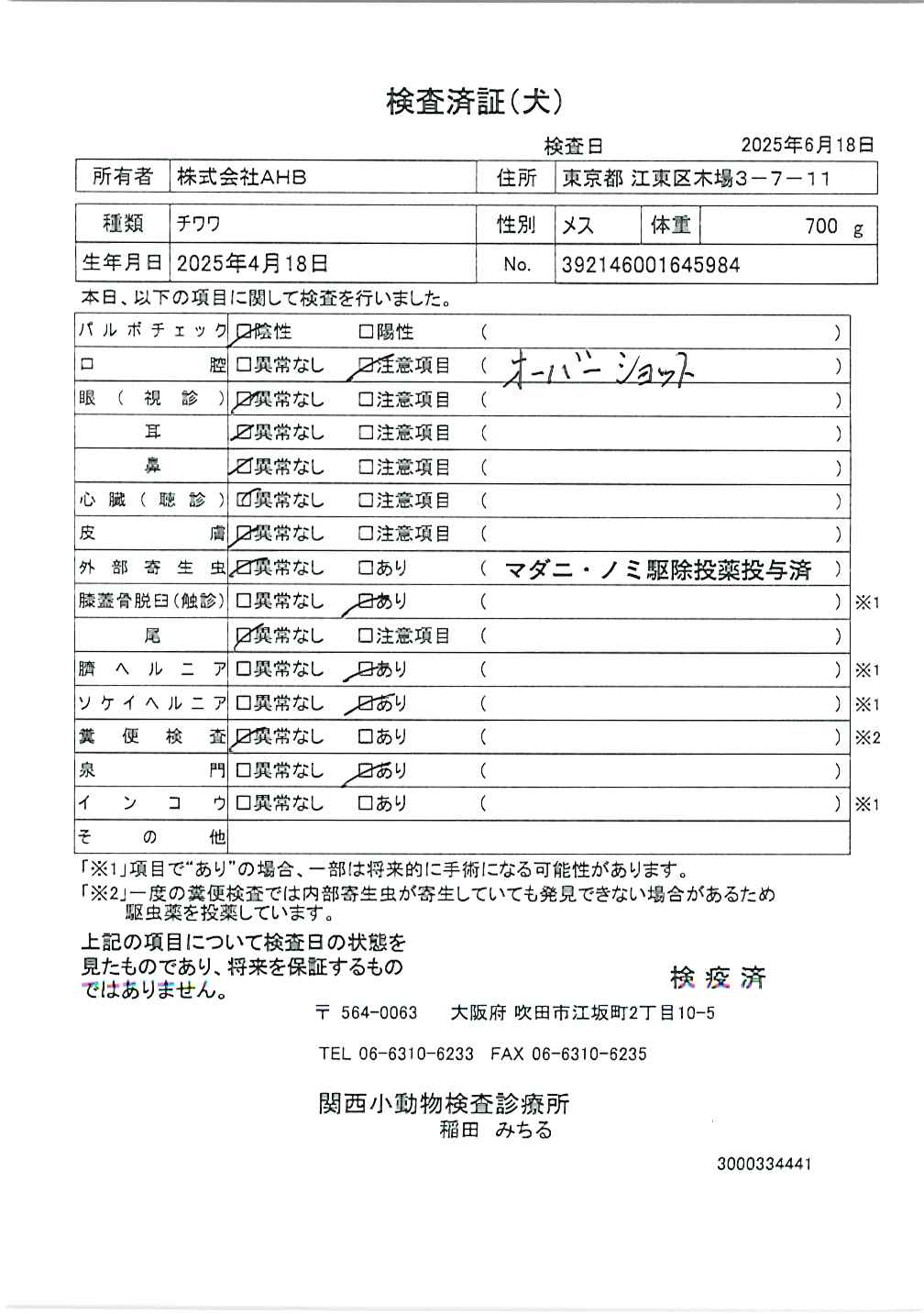 チワワ