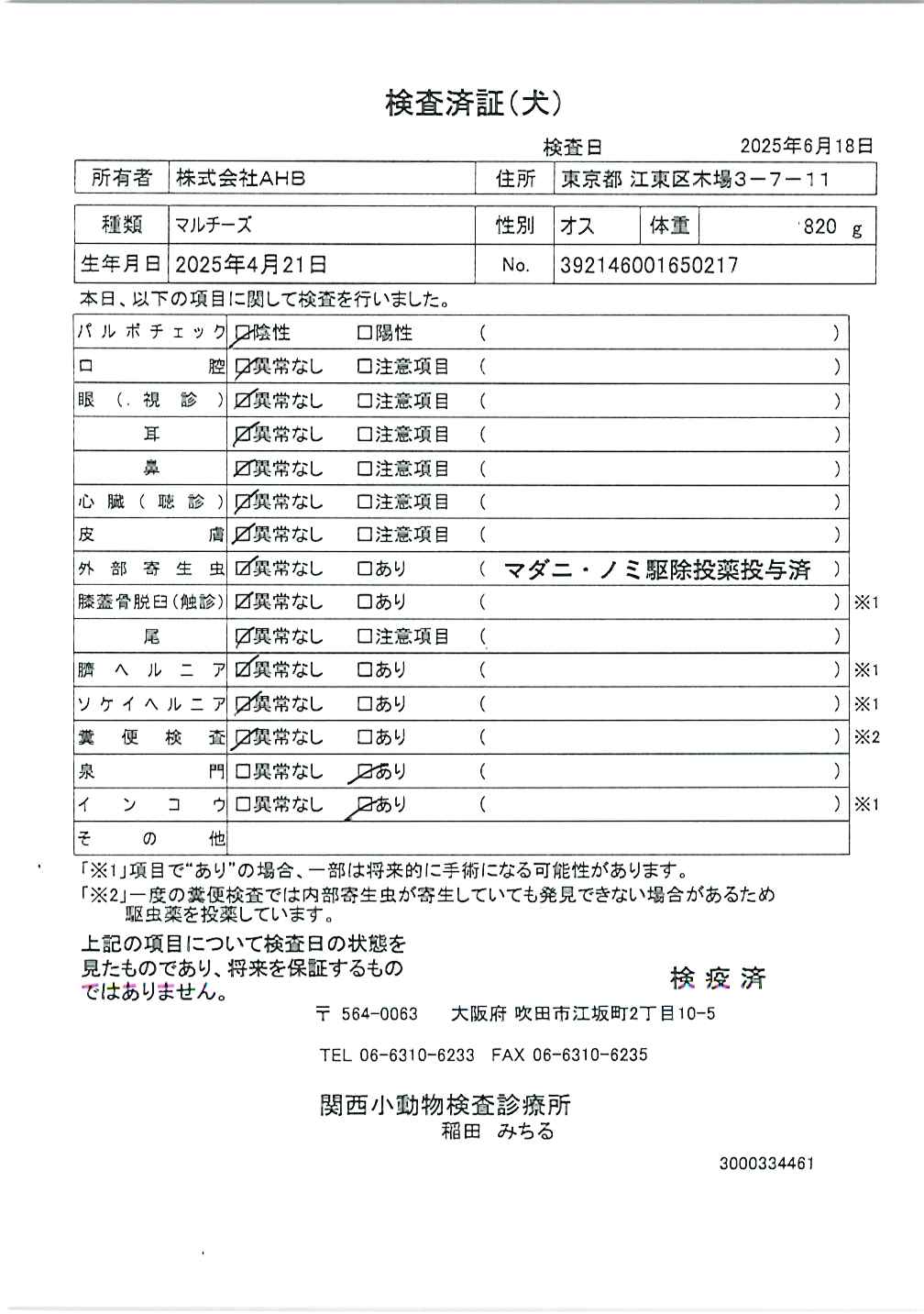 マルチーズ