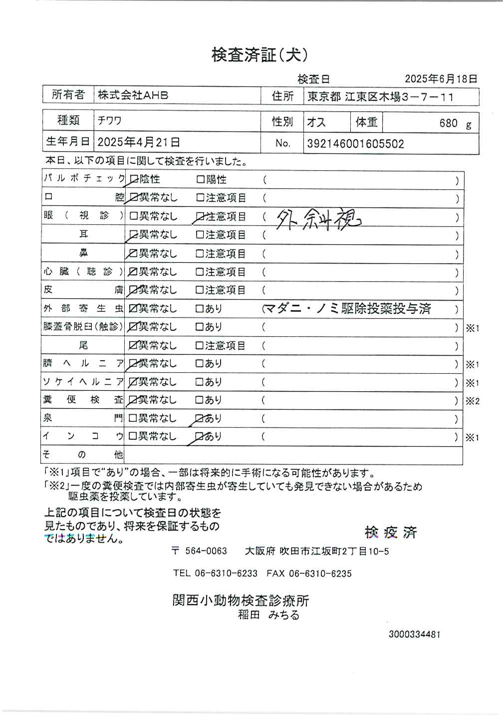 チワワ