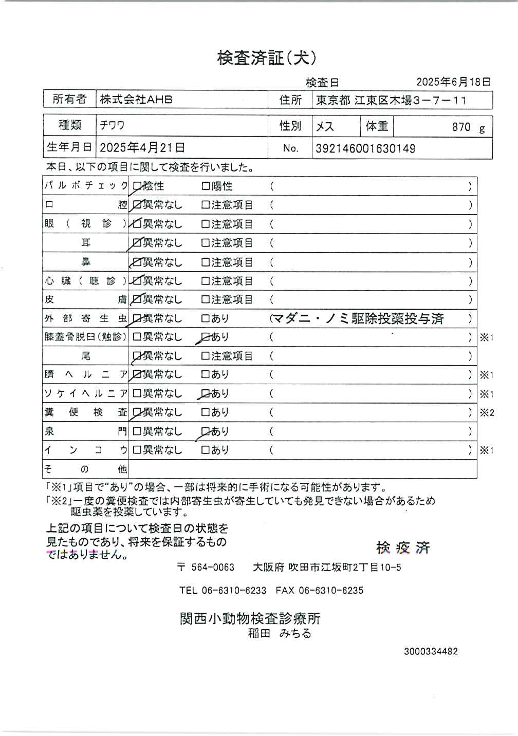 チワワ