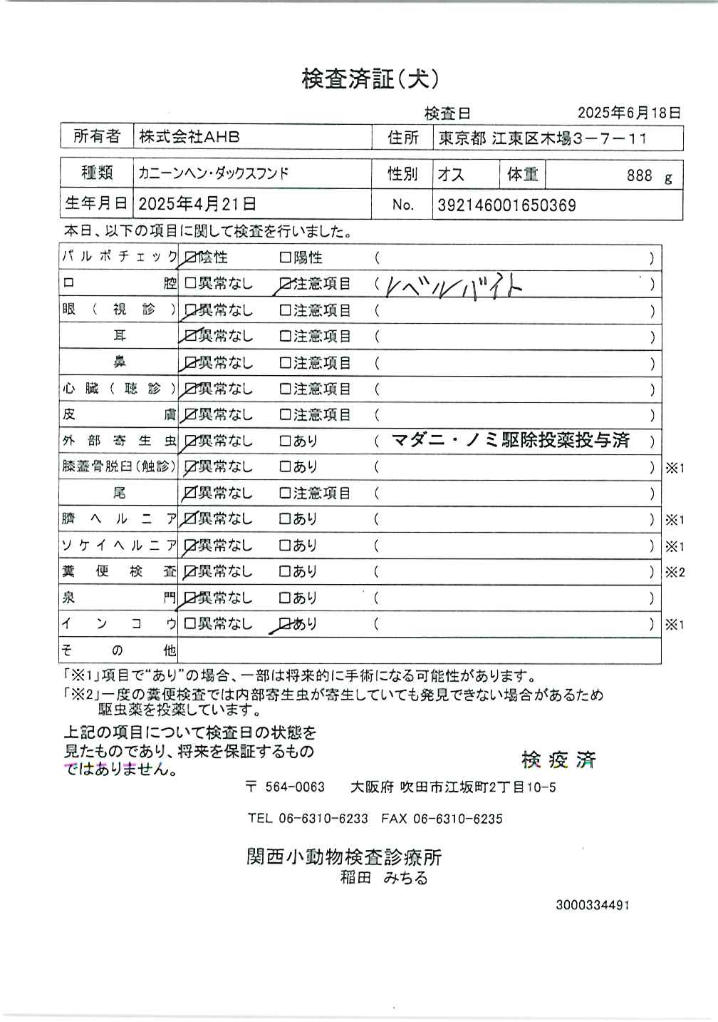 カニーンヘン・ダックスフンド