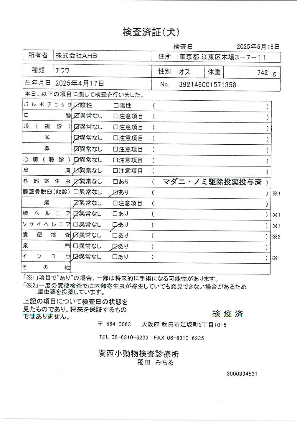 チワワ