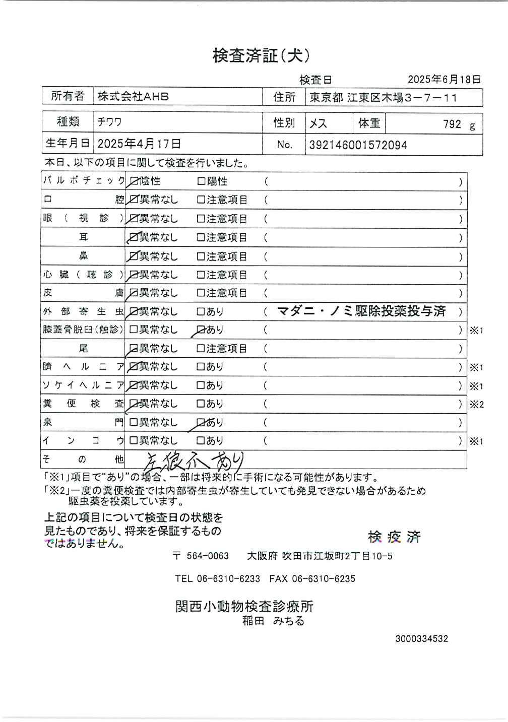 チワワ