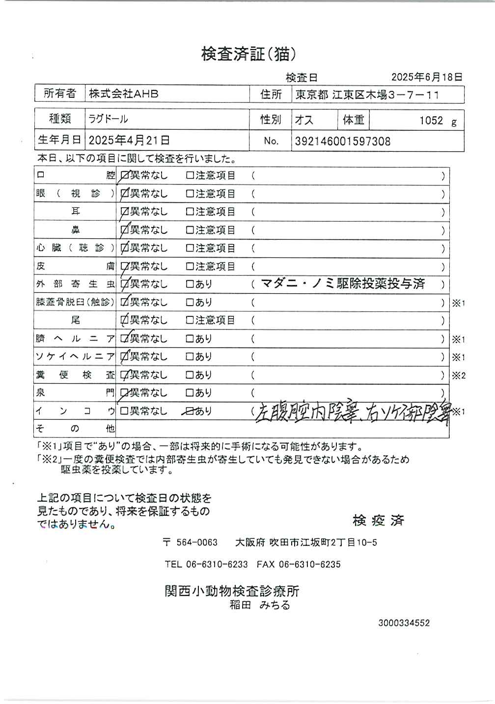ラグドール