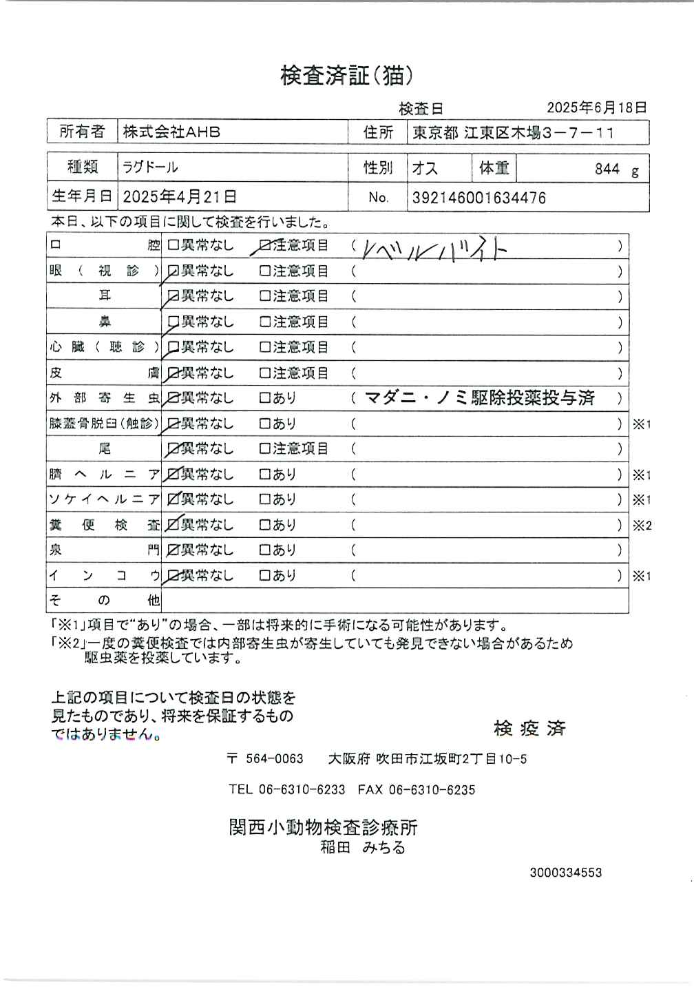 ラグドール