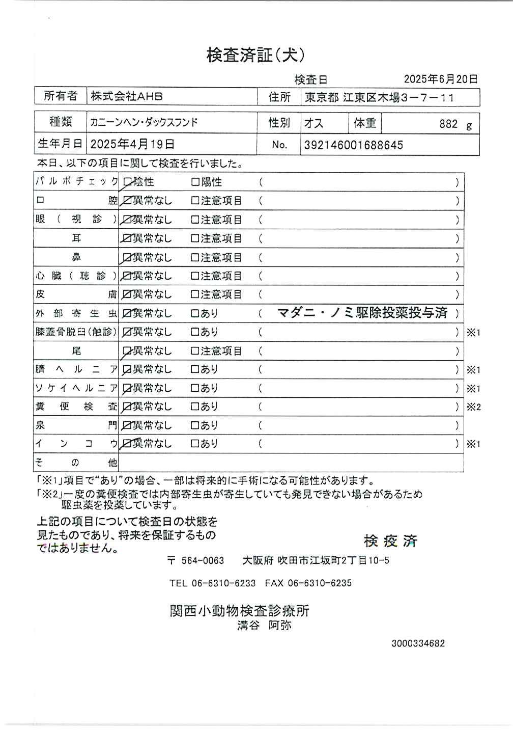 カニーンヘン・ダックスフンド