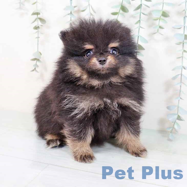 大阪府のポメラニアン (ペットプラスイオン大日店/2025年4月22日生まれ/男の子/ブラックタン)の子犬の1枚目の画像