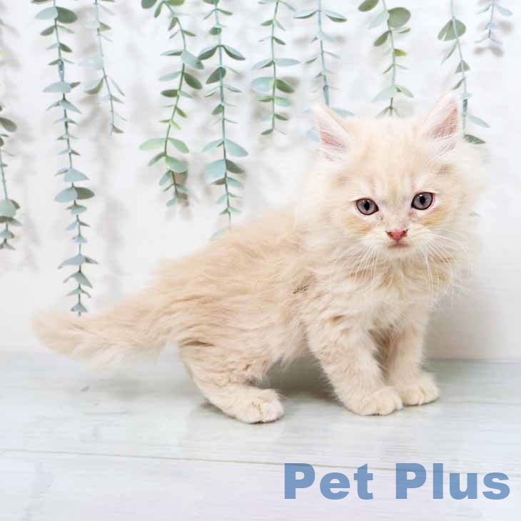 大阪府のラガマフィン (ペットプラスイオン大日店/2025年4月22日生まれ/男の子/クリームタビー)の子猫の1枚目の画像