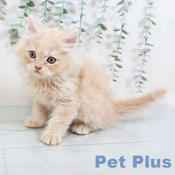 大阪府のラガマフィン (ペットプラスイオン大日店/2025年4月22日生まれ/男の子/クリームタビー)の子猫の2枚目の画像