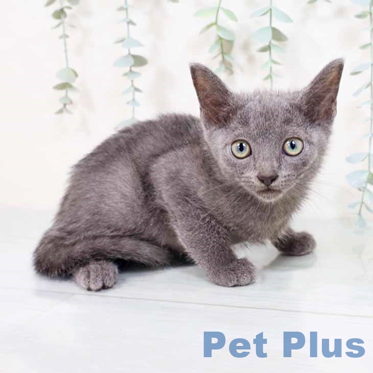 大阪府のロシアンブルー (ペットプラスイオン大日店/2025年4月6日生まれ/男の子/ブルー)の子猫の1枚目の画像
