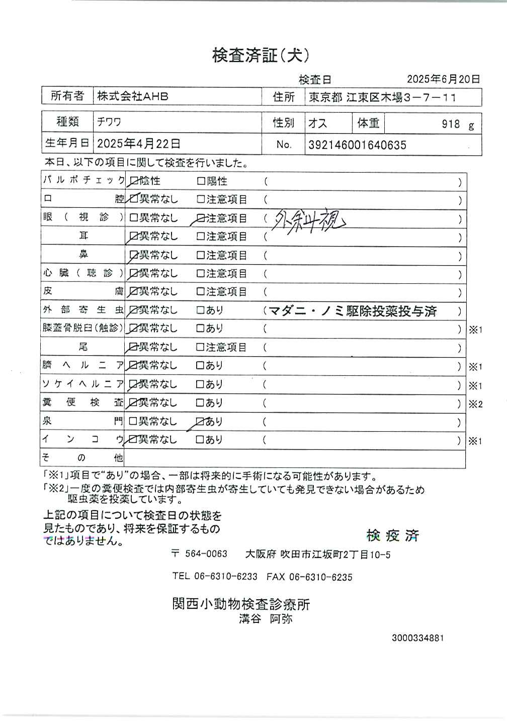 チワワ