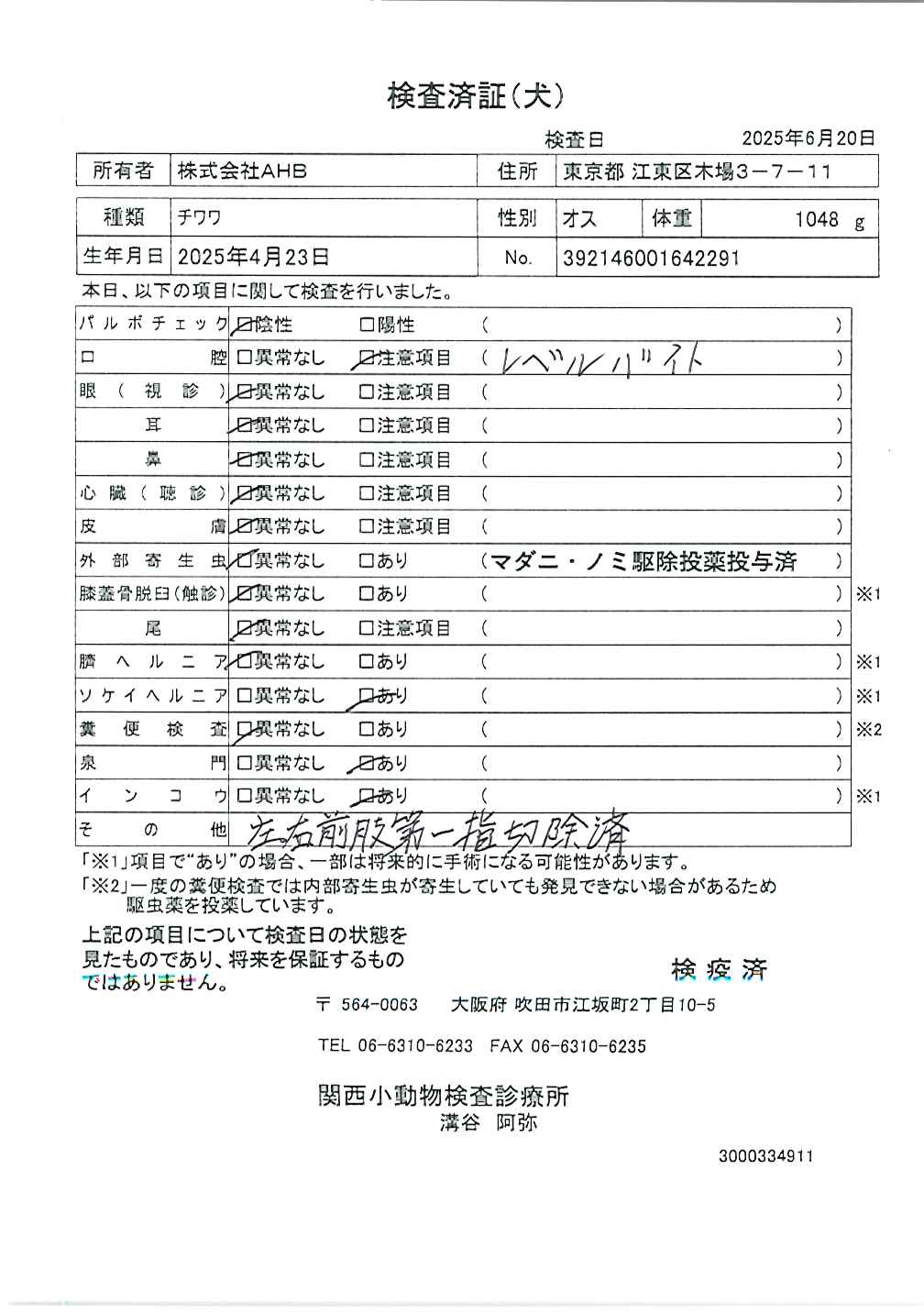 チワワ
