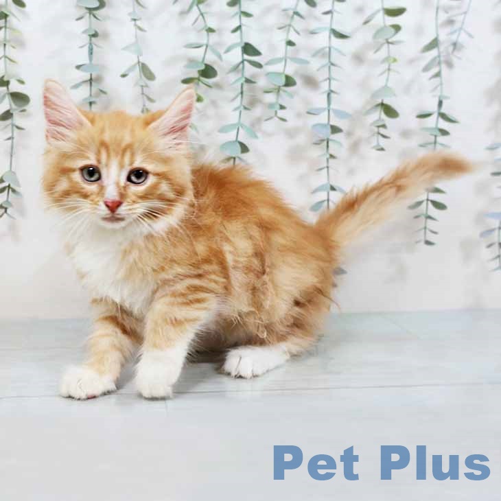 ノルウェージャンフォレストキャット