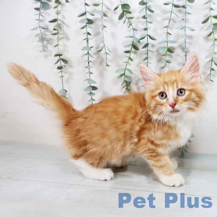 ノルウェージャンフォレストキャットの写真2