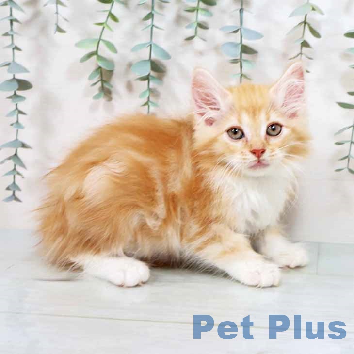 ノルウェージャンフォレストキャット