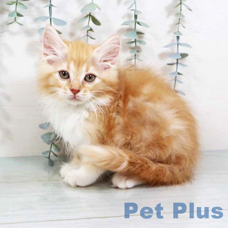 ノルウェージャンフォレストキャットの写真2