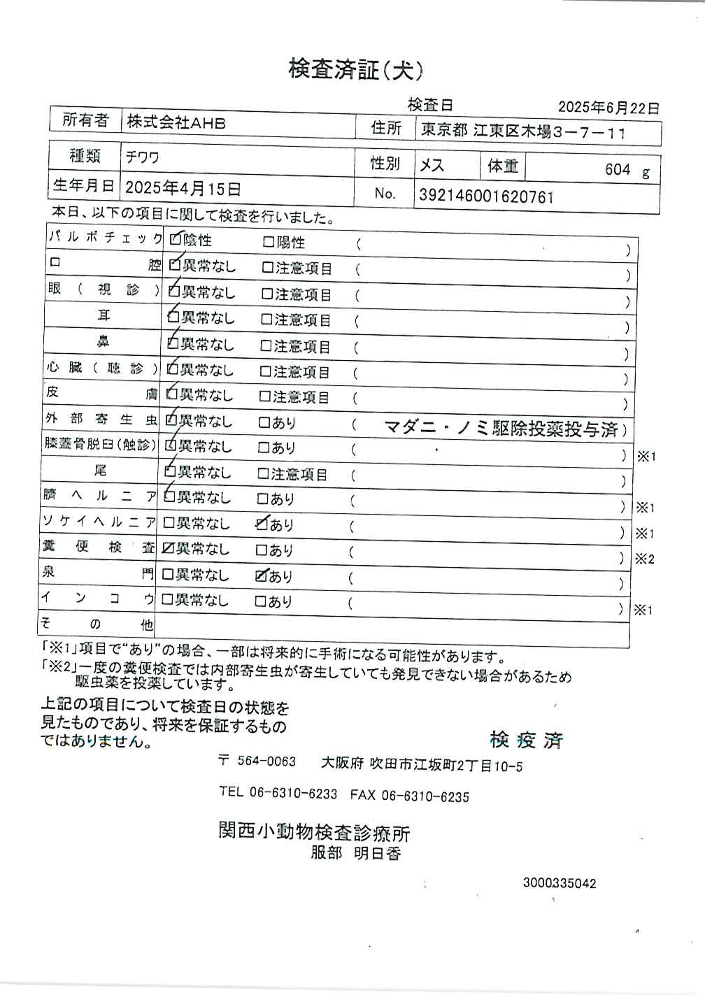 チワワ