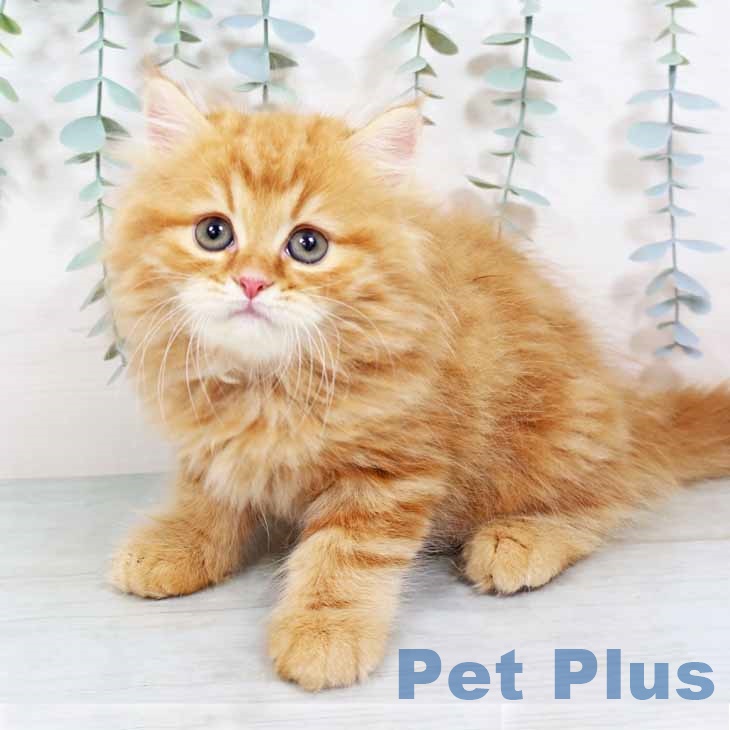 千葉県のラガマフィン (ペットプラス船橋店/2025年4月25日生まれ/男の子/レッドタビー)の子猫の2枚目の画像