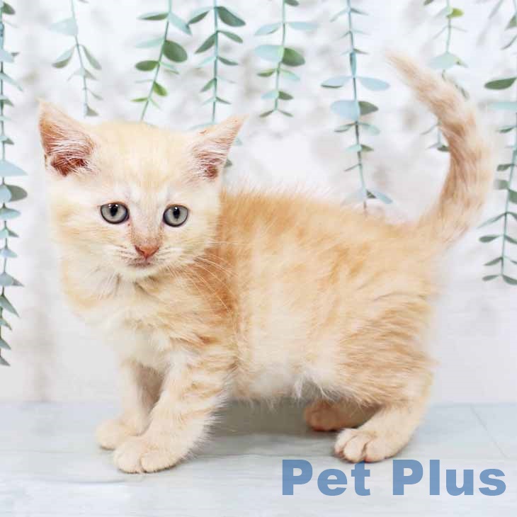 京都府のマンチカン (ペットプラス久御山店/2025年4月25日生まれ/男の子/レッドタビー)の子猫の2枚目の画像