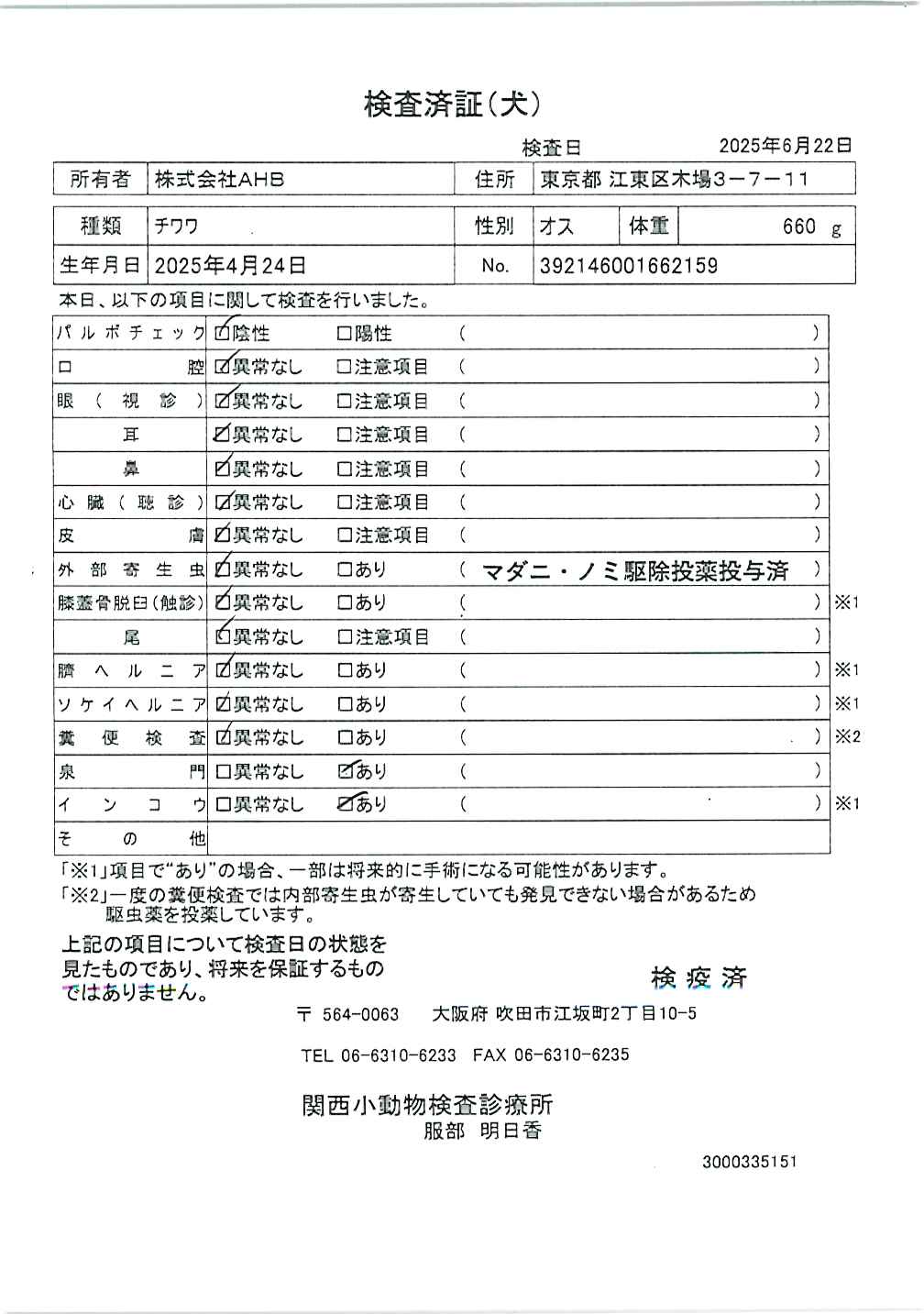 チワワ