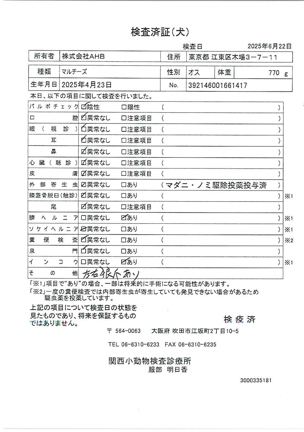マルチーズ