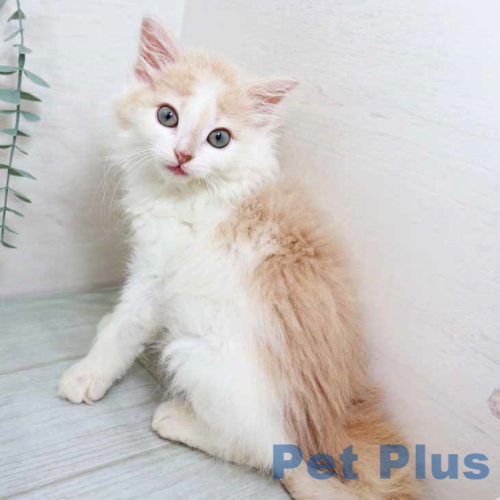 ノルウェージャンフォレストキャット